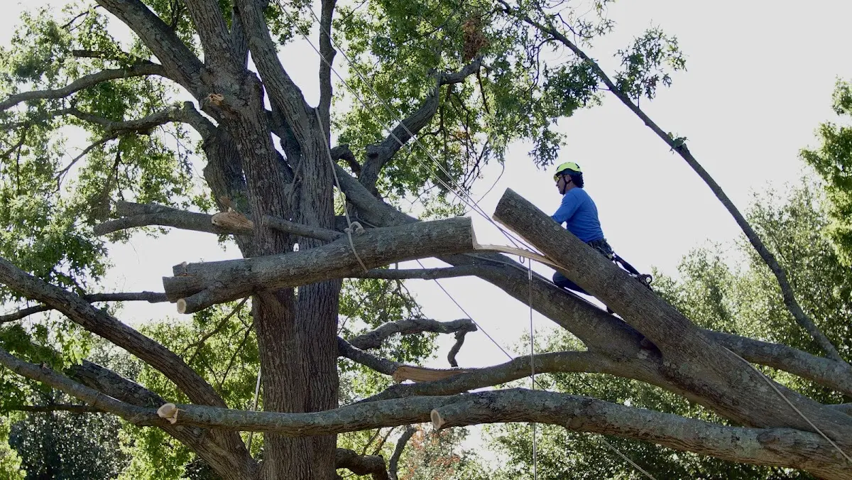 Professional Crown Thinning performed by certified arborists in Rocky Face